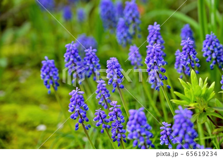 ひっそりと咲く満開のムスカリの花 ひっそりと咲く満開のムスカリの花 65619234