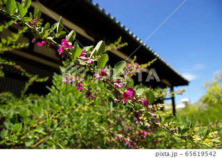 初秋を迎えた奈良 元興寺 65619542