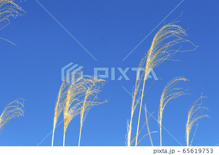 青空バックのススキ 65619753