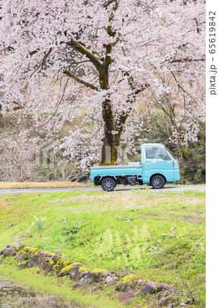 新潟県魚沼市 春色の農村(桜・水色の軽トラック・若草) 新潟県魚沼市 春色の農村(桜・水色の軽トラック・若草) 65619842