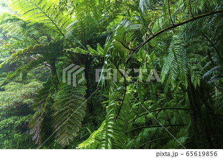 奄美の森 奄美の森 65619856