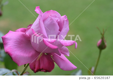 バラ（ブルー・リバー） 65620187