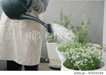 ベランダ　ガーデニング　プランター　植物　水やり　ジョウロ 65620188