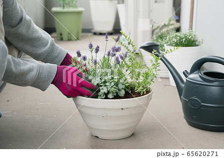 ベランダ ガーデニング プランター 植物 寄せ植え 鉢植え ベランダ ガーデニング プランター 植物 寄せ植え 鉢植え 65620271