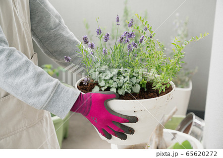 ベランダ ガーデニング プランター 植物 寄せ植え 鉢植え の写真素材