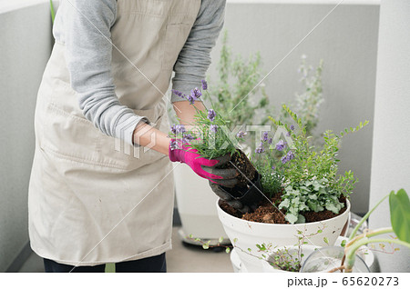 ベランダ ガーデニング プランター 植物 寄せ植え 鉢植え の写真素材