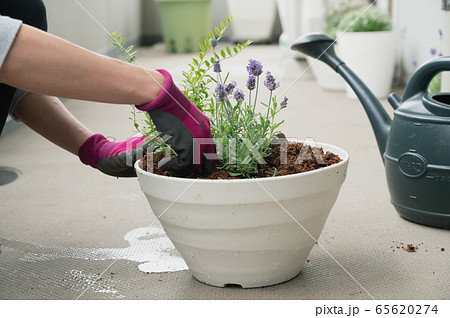 ベランダ　ガーデニング　プランター　植物　寄せ植え　鉢植え　 65620274