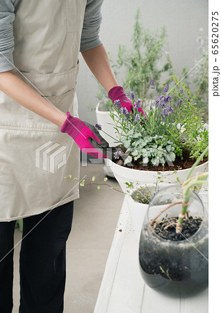 ベランダ ガーデニング プランター 植物 寄せ植え 鉢植え の写真素材