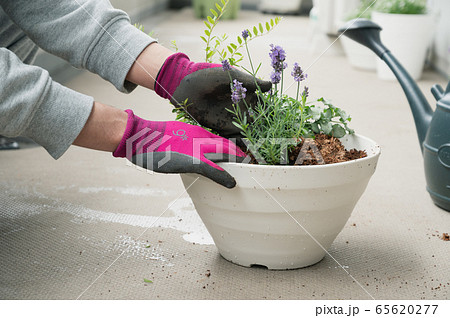 ベランダ ガーデニング プランター 植物 寄せ植え 鉢植え の写真素材