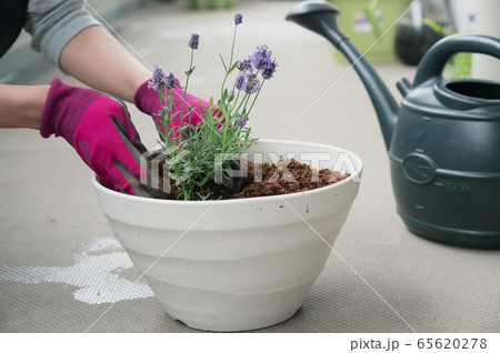 ベランダ ガーデニング プランター 植物 寄せ植え 鉢植え の写真素材