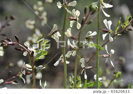 野菜の花　ルッコラ 65620633