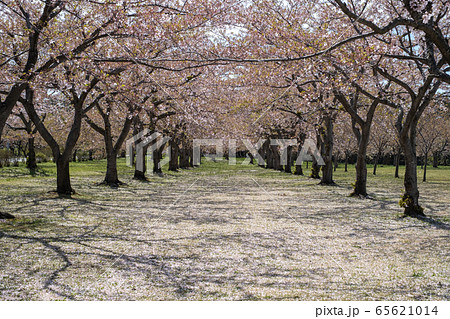 葉桜 65621014