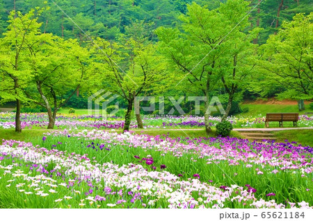 五十公野公園のあやめ園 65621184
