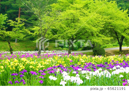 五十公野公園のあやめ園 五十公野公園のあやめ園 65621191