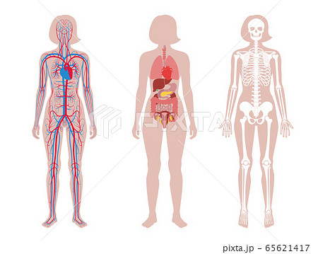 Internal structure of woman body. Internal structure of woman body. 65621417