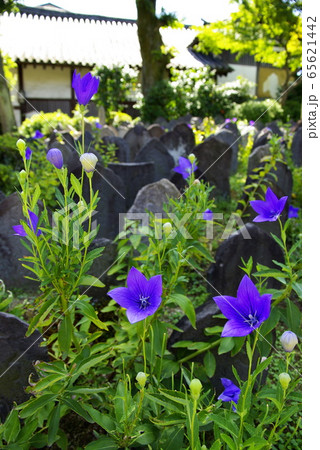 奈良 元興寺 浮図田の桔梗 奈良 元興寺 浮図田の桔梗 65621442