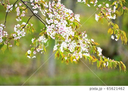 しだれ桜 薄ピンクの花アップ しだれ桜 薄ピンクの花アップ 65621462