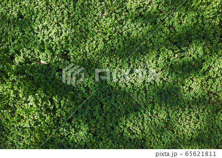 コメツブツメクサと思われる黄色い小さな花の群生 コメツブツメクサと思われる黄色い小さな花の群生 65621811