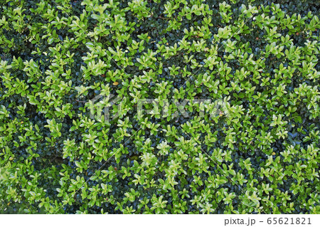 イヌツゲと思われる生垣 イヌツゲと思われる生垣 65621821