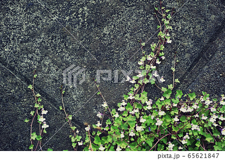 コンクリートのブロック擁壁を這い上るツタバウンランと思われる花を咲かせたつる性植物の写真素材