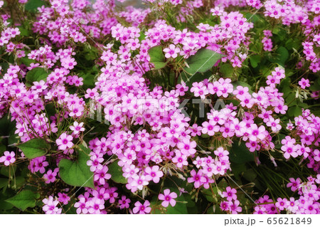 ピンク色が美しいイモカタバミと思われる花 ピンク色が美しいイモカタバミと思われる花 65621849