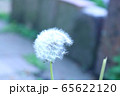 たんぽぽ 65622120