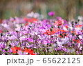 お花畑 65622125