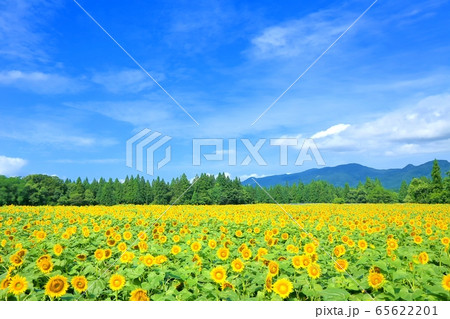 津南のヒマワリ畑 65622201