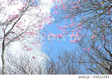 満開のアカヤシオ（篭山･鳥居峠／群馬県前橋市） 65622283
