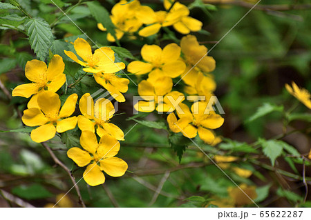 色鮮やかなヤマブキの花 色鮮やかなヤマブキの花 65622287