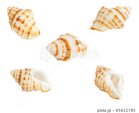 Conch shall isolated on white Conch shall isolated on white 65622785
