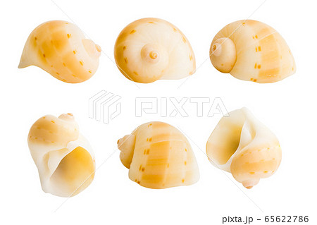 Close-up Marine sea shell isolated Close-up Marine sea shell isolated 65622786