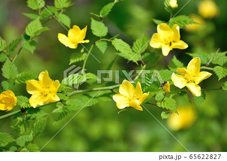 色鮮やかなヤマブキの花の写真素材