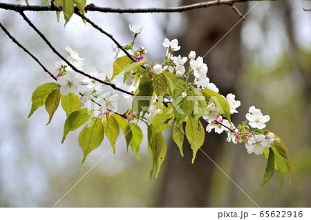 世界唯一の木ミヤマカスミザクラ 白い花アップ 65622916