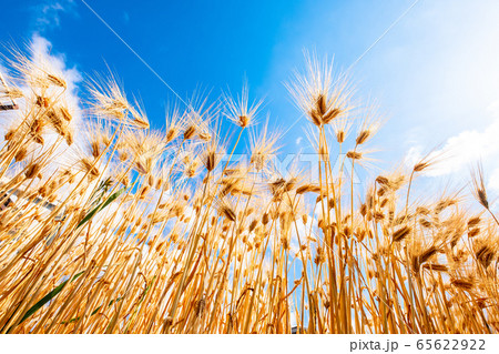 麦秋の六条大麦 65622922