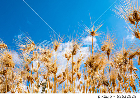 麦秋の六条大麦 麦秋の六条大麦 65622928