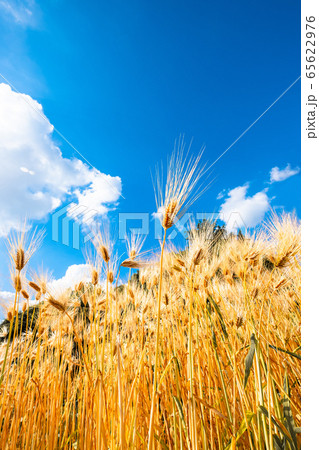 麦秋の六条大麦 麦秋の六条大麦 65622976