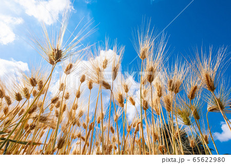麦秋の六条大麦 65622980