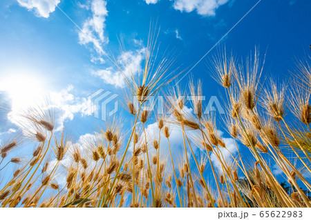 麦秋の六条大麦 65622983