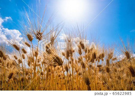 麦秋の六条大麦 麦秋の六条大麦 65622985