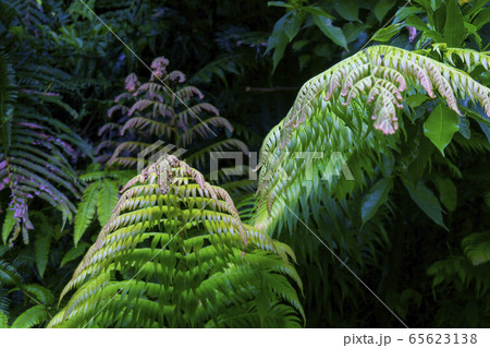 奄美の森の植物 奄美の森の植物 65623138