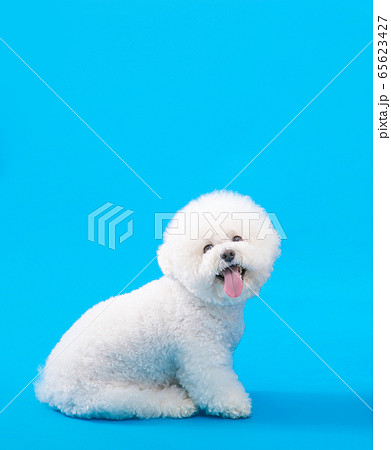 犬 子犬 母娘 65623427