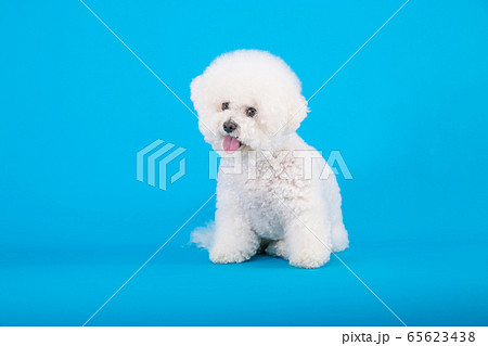 犬 子犬 母娘 65623438