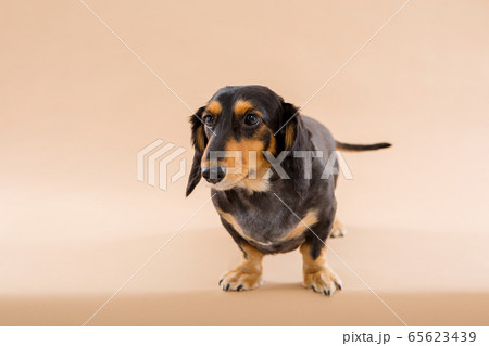 犬 子犬 母娘 65623439