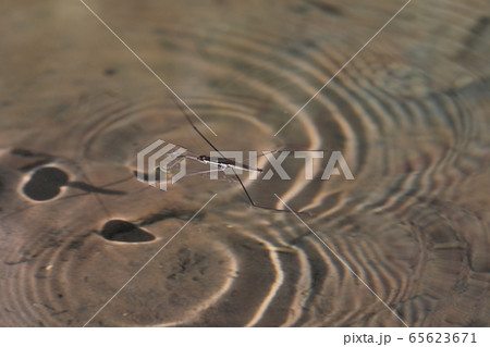 オオアメンボ 65623671