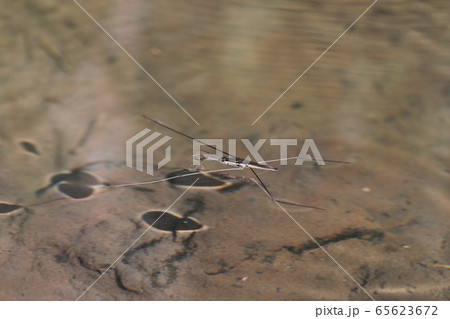 オオアメンボ 65623672