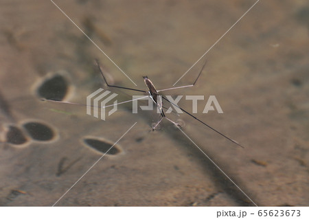 オオアメンボ 65623673