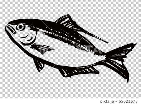 こはだ 水彩画 こはだ 水彩画 65623675