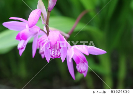 シラン(紫蘭)咲き始め シラン(紫蘭)咲き始め 65624356