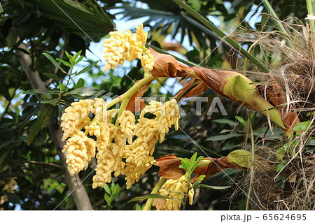 シュロ(棕櫚)の花 シュロ(棕櫚)の花 65624695